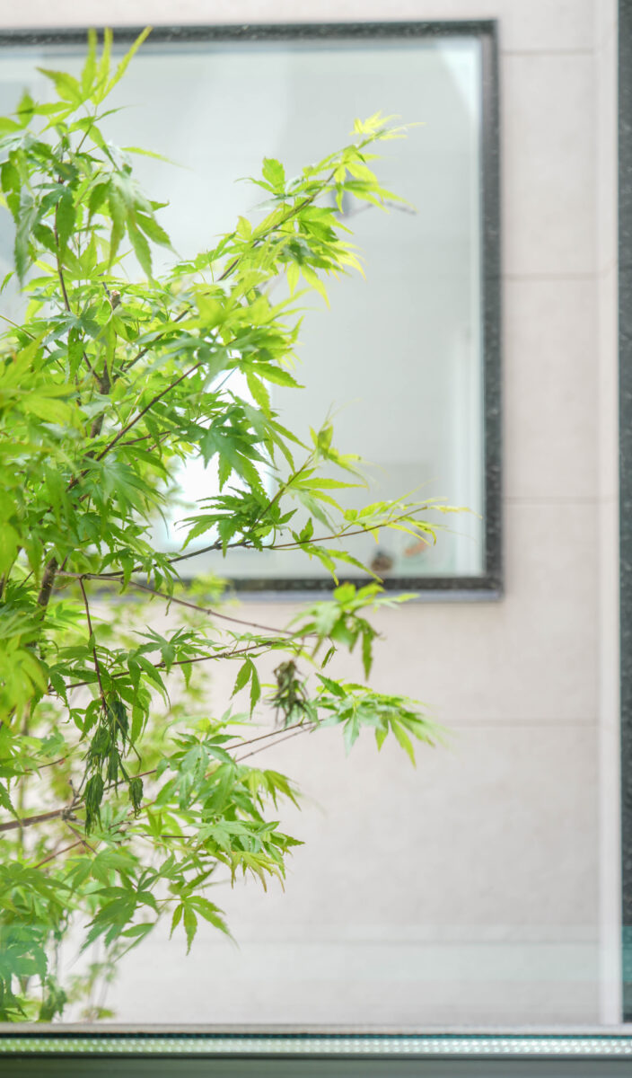 坪庭に咲いているモミジの樹を玄関ホールから見ている様子。鮮やかな四季を感じられる植栽計画。